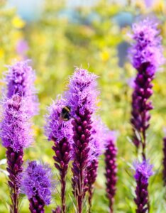 Liatris spicata - Fleurs et abeille