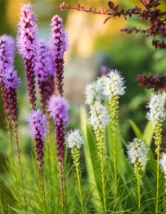 Liatris spicata - Vue d'ensemble