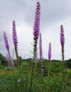 Liatris spicata - Vue d'ensemble