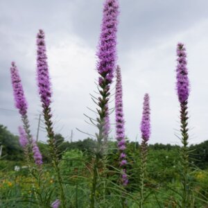 Liatris spicata - Vue d'ensemble