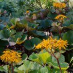 Ligularia dentata - Vue d'ensemble