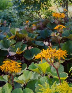 Ligularia dentata - Vue d'ensemble