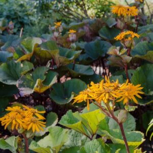 Ligularia dentata - Vue d'ensemble