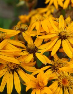 Ligularia dentata - Fleurs