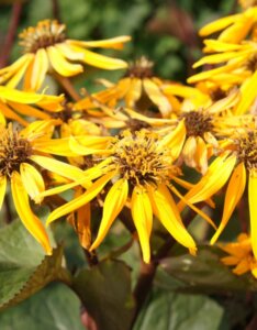 Ligularia dentata - Fleur