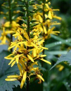 Ligularia przewalskii - Fleurs