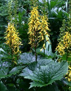 Ligularia przewalskii - Fleurs et feuilles