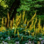 Ligularia przewalskii - Vue d'ensemble