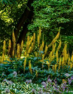 Ligularia przewalskii - Vue d'ensemble