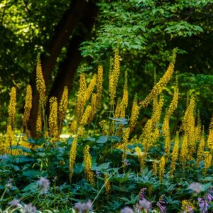 Ligularia przewalskii - Vue d'ensemble