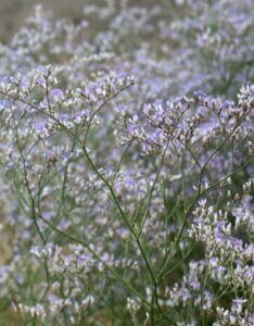 Limonium latifolium - Fleurs