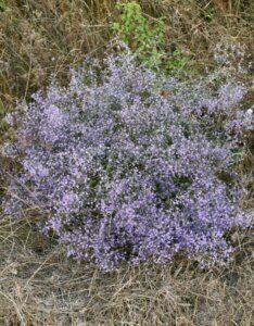 Limonium latifolium - Vue d'ensemble