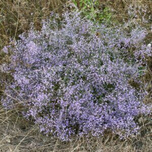 Limonium latifolium - Vue d'ensemble