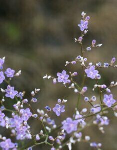 Limonium latifolium - Fleur