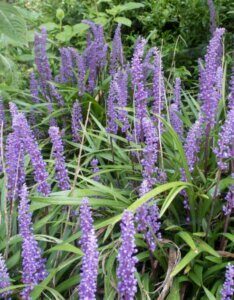 Liriope muscari Big Blue - Vue d'ensemble