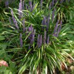 Liriope muscari Big Blue - Vue d'ensemble