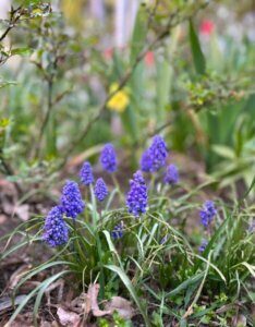 Liriope muscari Big Blue - Fleurs en croissance