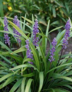 Liriope muscari Moneymaker - Fleurs