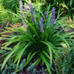 Liriope muscari Moneymaker - Vue d'ensemble