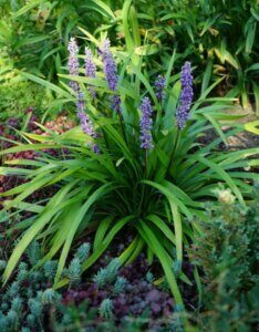 Liriope muscari Moneymaker - Vue d'ensemble
