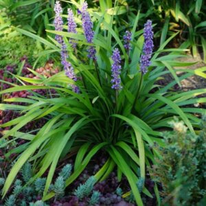 Liriope muscari Moneymaker - Vue d'ensemble