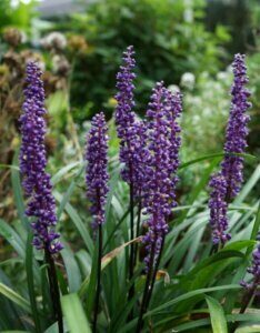 Liriope muscari Moneymaker - Fleurs