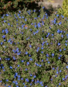 Lithodora diffusa Heavenly Blue - Vue d'ensemble