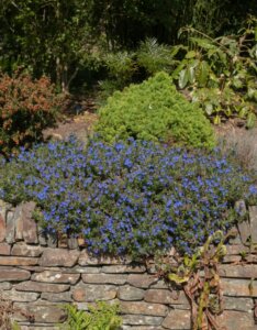 Lithodora diffusa Heavenly Blue - Vue d'ensemble