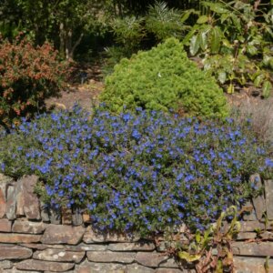 Lithodora diffusa Heavenly Blue - Vue d'ensemble