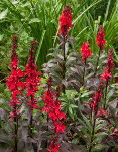 Lobelia cardinalis - Fleurs