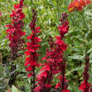 Lobelia cardinalis - Vue d'ensemble