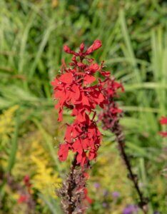 Lobelia cardinalis - Fleur