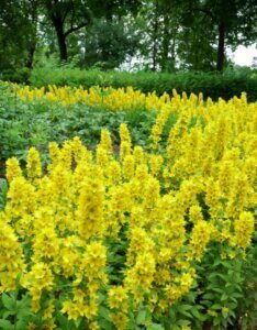 Lysimachia punctata - Vue d'ensemble