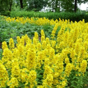 Lysimachia punctata - Vue d'ensemble