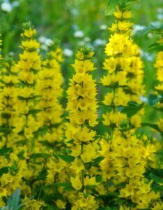 Lysimachia punctata - Fleurs