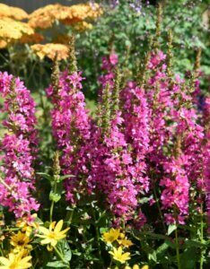 Lythrum salicaria Robert - Fleurs