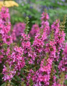 Lythrum salicaria Robert - Fleurs