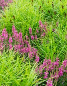 Lythrum salicaria Robert - Vue d'ensemble