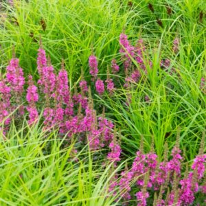 Lythrum salicaria Robert - Vue d'ensemble