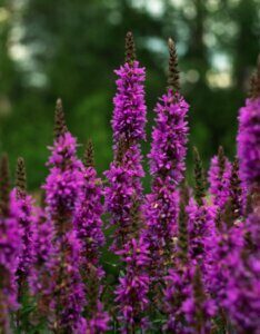Lythrum salicaria - Vue d'ensemble