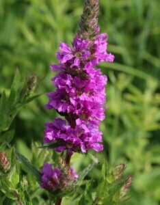 Lythrum salicaria - Fleur