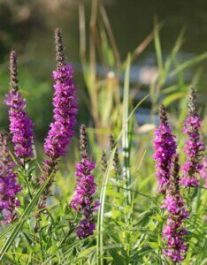 Lythrum salicaria - Vue d'ensemble