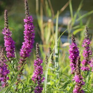 Lythrum salicaria - Vue d'ensemble