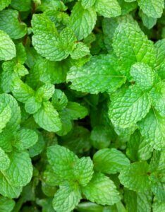 Mentha piperita - Feuilles