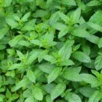Mentha piperita - Vue d'ensemble