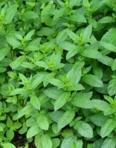 Mentha piperita - Vue d'ensemble