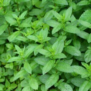 Mentha piperita - Vue d'ensemble