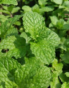 Mentha piperita - Plantes