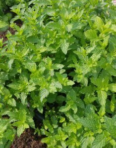Mentha spicata Moroccan - Vue d'ensemble