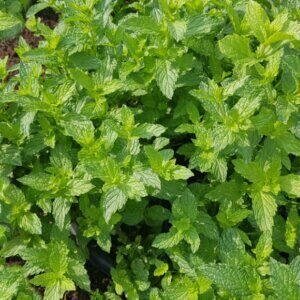 Mentha spicata Moroccan - Vue d'ensemble